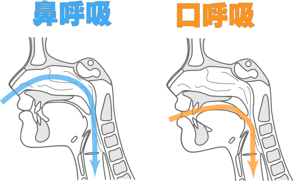 鼻呼吸と口呼吸の違い