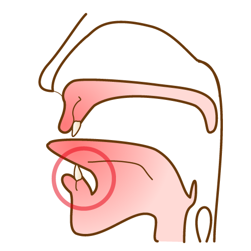舌の正しい位置(スポット)のイラスト